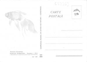 B22263 Fish Peche Romania Constanta Puntius Tetrazona