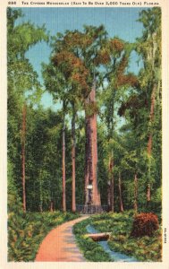 Vintage Postcard Cypress Methuelah 2000 Years Old Forest Trails Park Florida FL
