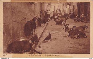 Goats in the streets of Napoli, Campania, Italy, 10-20s