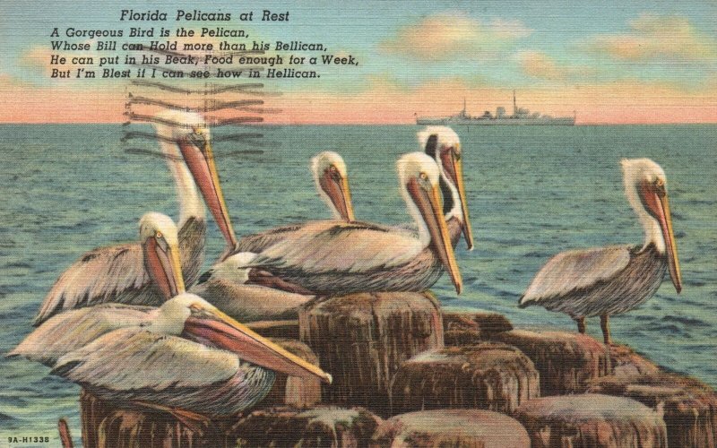 Vintage Postcard 1946 Pelicans At Rest Gorgeous Bellican Bird Tropical Florida