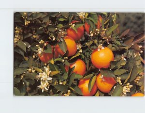 Postcard Branch of an Orange Tree Blooming & Bearing Fruit