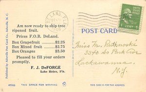 Florida's Golden Fruit Lake Helen FL Postcard