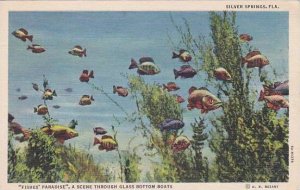 Florida Silver Spring Fishes Paradise A Scene Through Glass Bottom Boat