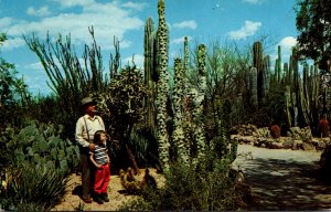 Arizona Totem Pole Cactus Desert Botanical Garden Between Tempe and Phoenix