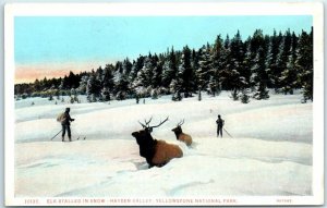 M-4158 Elk Stalled In Snow Hayden Valley Yellowstone National Park Wyoming