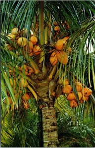 Vtg Coconut Palm Trees Florida FL Unused Chrome Postcard