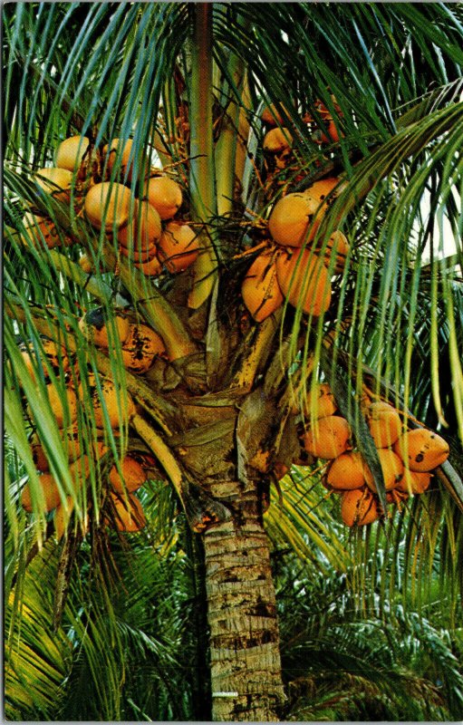 Vtg Coconut Palm Trees Florida FL Unused Chrome Postcard