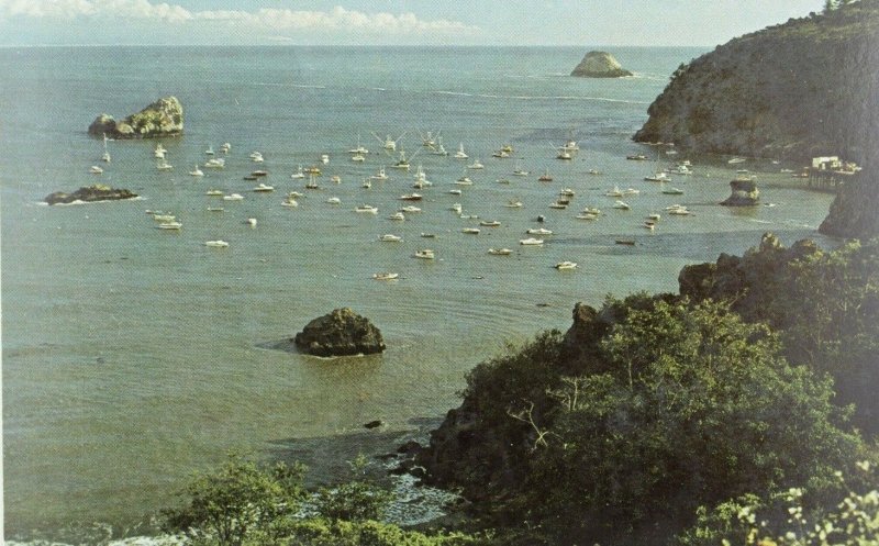 Fishing Fleet in Trinidad Bay, Calif. Vintage Postcard P69