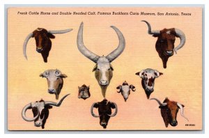 Freak Cattle Horn Buckhorn Curio Museum San Antonio TX UNP Linen Postcard U5