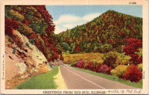 Postcard IL Red Bud - Greetings from - Road Highway Foliage