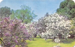 Lilac Time Rochester, New York NY