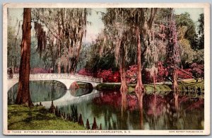 Charleston South Carolina c1915 Postcard Nature's Mirror Magnolia On The Ashley