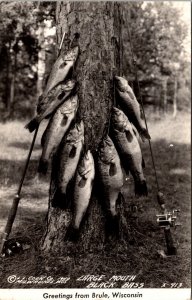 Real Photo Postcard Large Mouth Black Bass in Brule, Wisconsin