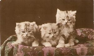 \Three kittens\ Nice old vintage english postcard