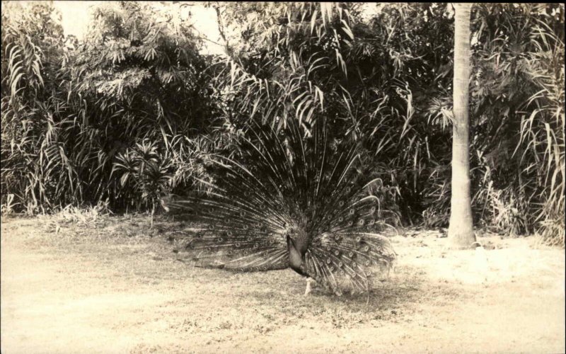 Hawaii ?? Peacock Full Plumage Real Photo Vintage Postcard