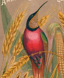 1880 American Breakfast Cereals Colorful Hummingbird In Field Wheat Corn P57
