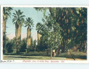 Pre-1907 STREET SCENE Riverside - Los Angeles California CA hp9992