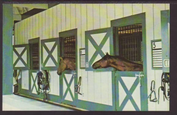 Horses,Kentucky Horse Park,Louisville,KY Postcard 