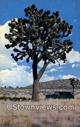 Giant Joshua Tree - MIsc, CA