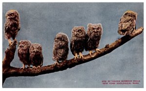 Young Schreech Owls