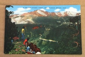 UNUSED  POSTCARD - PIKE NATIONAL FOREST, NEAR COLORADO SPRINGS, COLORADO