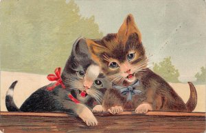 CATS FERNDALE WASHINGTON EMBOSSED POSTCARD 1910