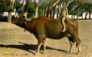 Egypt - Young Boy on Buffalo