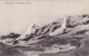 Maine Friendship Maine Gulls Albertype