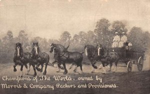 Horses Champions of the World Morris Co Packers Vintage Postcard AA83136