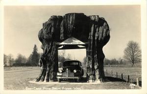 RPPC Giant Cedar Drive Thru Tree Stump Pacific Highway WA, Ellis 51, c1930s