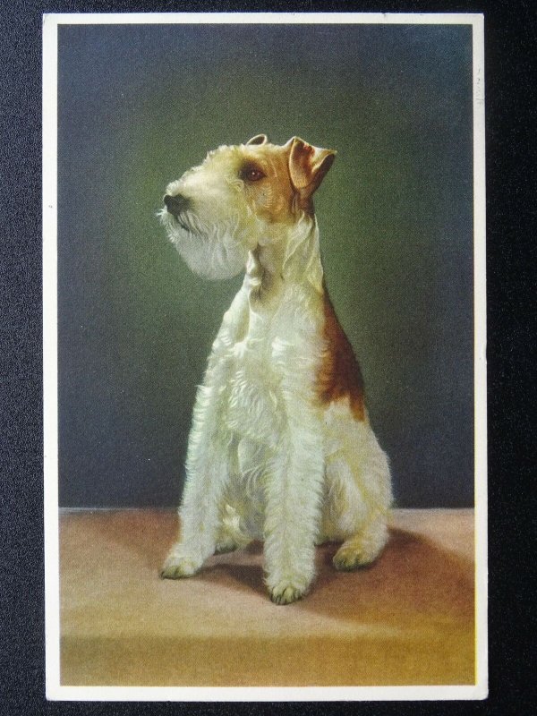 Portrait WIRED HAIR FOX TERRIER Dog Breed c1960s Postcard