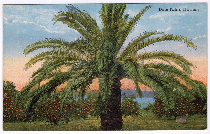 Date Palm, Hawaii