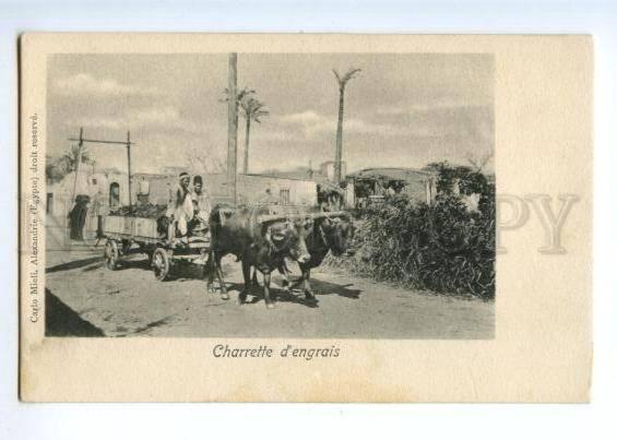 172317 EGYPT Charrette d'engrais Fertilizer cart Old postcard