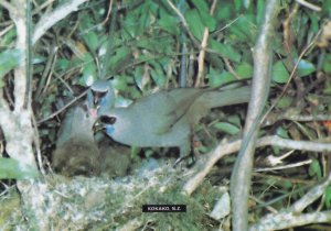 Kokako Callaeas Blue Wattled Crow New Zealand Bird Postcard