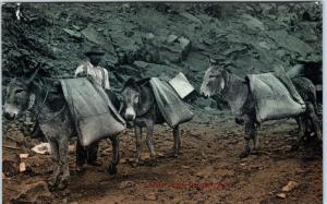 DOUGLAS, Arizona  AZ   MULE TRAIN Carrying WATER on Trail  c1907  Postcard