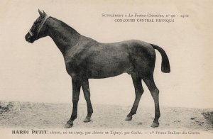 Hardi Petit La France Chevaline Race Horse Antique 1910 PB Postcard