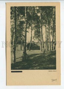 437423 Latvia rustic birch Vintage postcard