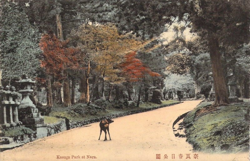 Beautiful Early c.1908, Japan, Deer at Kasuga Park at,Nara, Old Post Card