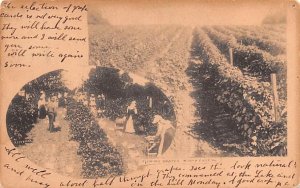 Picking Grapes North East, Pennsylvania PA  