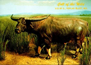 Misouri Poplar Bluff Baker's Call Of The Wild Australian Water Buffalo