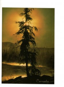 Large 5 X 7 inch, Canada, Pine Tree