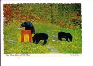 Black Bears,