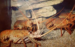 Fish - Spiney Lobsters