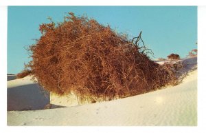 NM - Alamogordo. White Sands Nat'l Monument, Rare Vegetation