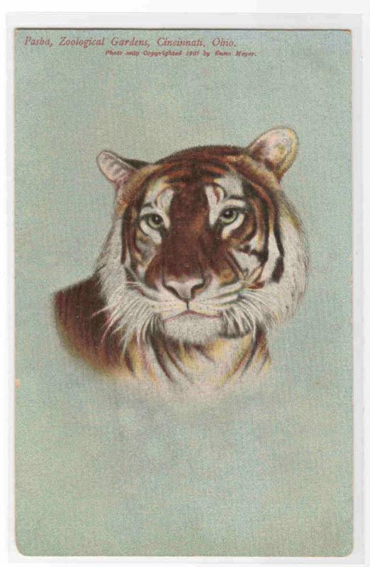 Tiger Cincinnati Zoo Ohio 1910c postcard
