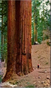 USA Sierras Visalia California Sequoia Gigantea California Postcard 09.93