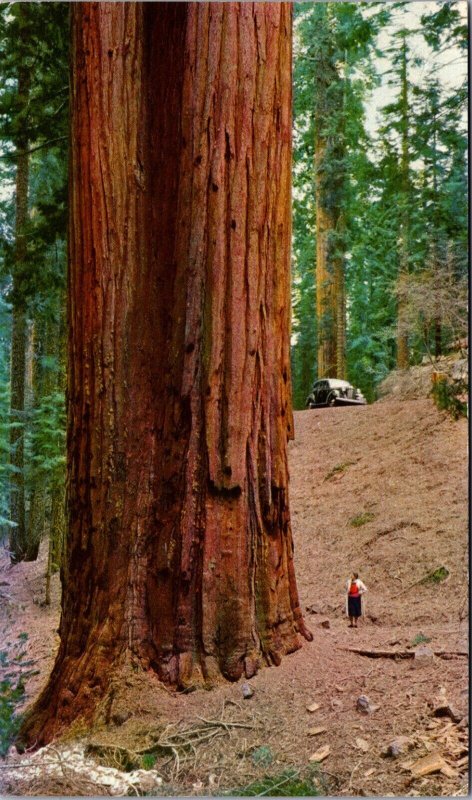 USA Sierras Visalia California Sequoia Gigantea California Postcard 09.93