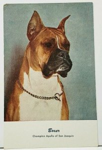 Boxer Dog Champion Apollo of San Joaquin Art Postcard I19