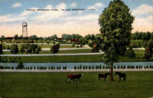 Kentucky Horse Breeding Farm, Linen Vintage Postcard D21