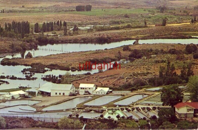 SNAKE RIVER TROUT RANCH, Largest in the world, north of BUHL, ID